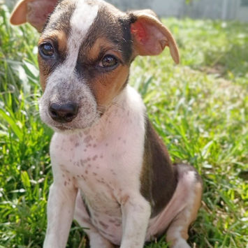 AURORA, chienne berger créole tricolore à adopter, assise dans l'herbe, de face
