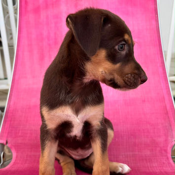 BLOOM, chienne berger créole marron et feu à adopter, assise sur un fauteuil de jardin de face, tête tournée sur sa gauche