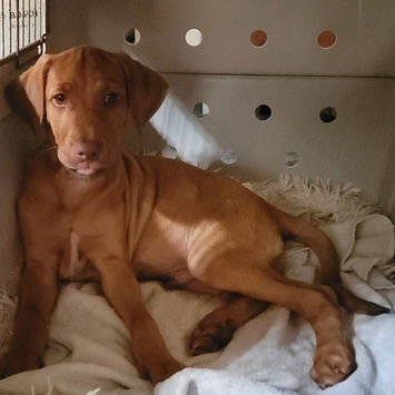 PIYUT, chien berger créole à adopter. Découvrez notre association ZANG !