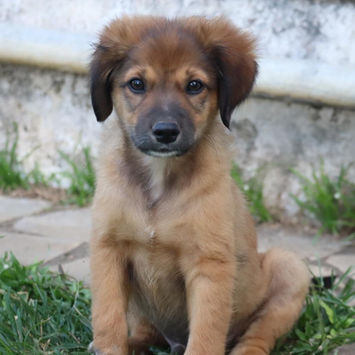 THIAKRY, chien berger créole fauve charbonné à adopter, assis dans l'herbe regardant droit devant