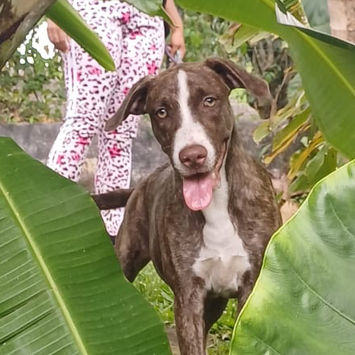 CANDY, chienne berger créole à adopter. Découvrez notre association ZANG !