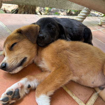 NILO, chien berger créole fauve à adopter, endormi à côté de sa soeur