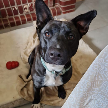 TI LOUP, chien croisé labrador à adopter. Découvrez notre association ZANG !
