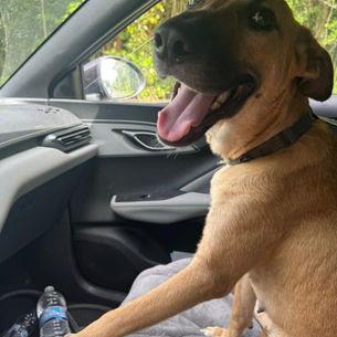 Le voyage de Mai 2026 accompagne chiens et chats adoptés depuis la Guadeloupe vers la métropole, découvrez-ici vidéos et photo.