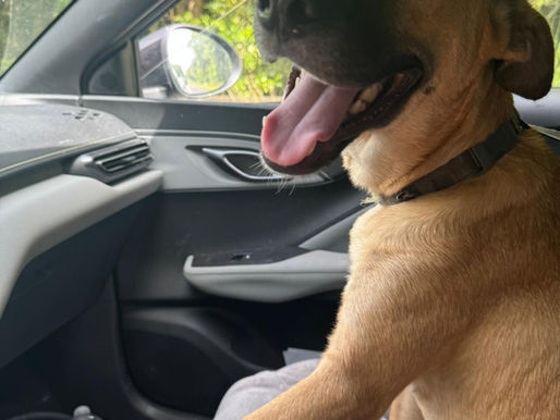 Le voyage de Mai 2026 accompagne chiens et chats adoptés depuis la Guadeloupe vers la métropole, découvrez-ici vidéos et photo.