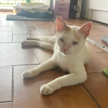 PARIS, chatte type européen blanche et rousse à adopter, allongée sur du carrelage brun, tête haute, regardant droit devant elle