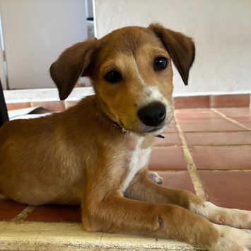 NILO, chien berger créole fauve à adopter, assis sur une marche regardant de côté