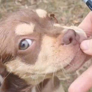 Chiot croisée bouledogue qui part de Guadeloupe pour rejoindre ses adoptants en métropole