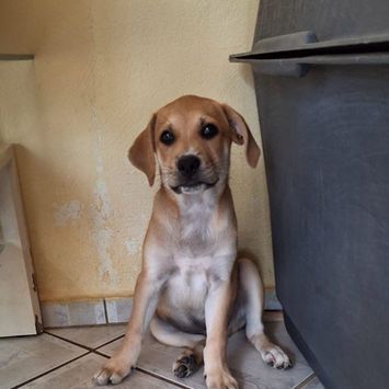 MYDEE, chien berger créole fauve charbonné, plastron blanc à adopter, assis contre une caisse de transport