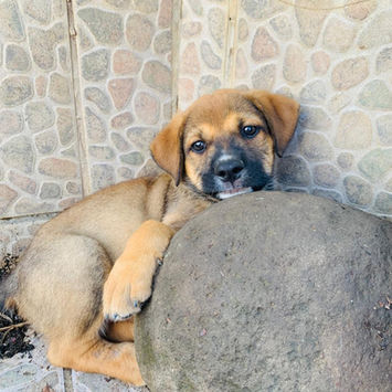 SAMOA, chien berger créole à adopter. Découvrez notre association ZANG !