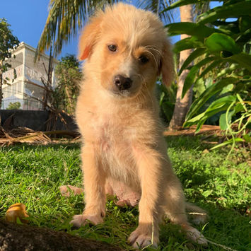 KODA, chien croisé retriever à adopter. Découvrez notre association ZANG !