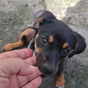 RIGA, chienne berger créole noire et feu à adopter mordillant les bouts de doigts