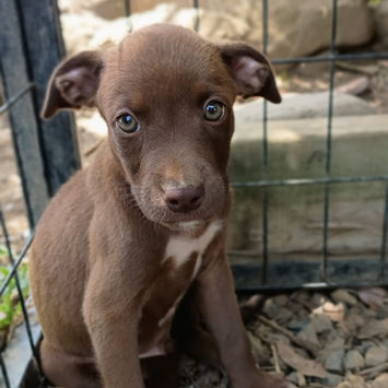 PARKER, chien berger créole chocolat à adopter, assis sur de la terre, tête légèrement penchée vers le bas, regard timide