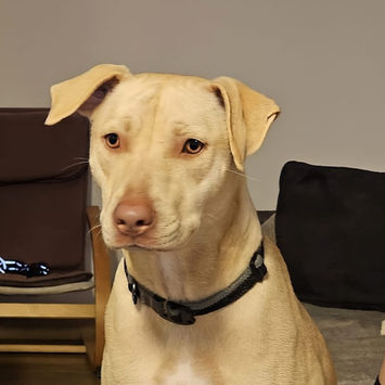 PHOENIX, chienne croisée labrador à adopter. Découvrez notre association ZANG !