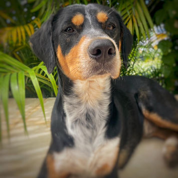 NOOKI, chien berger créole à adopter, couché, regardant vers le haut