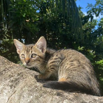KANNELLE, chatte type européen tigrée à adopter, aux aguets sur un tronc d'arbre