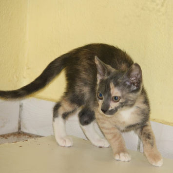BABETH, chatte type européen tricolore à adopter, à côté d'un mur de profil