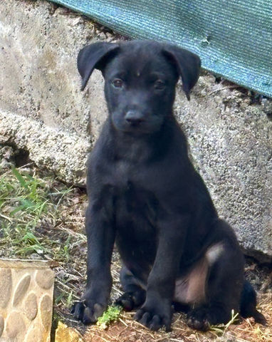 LOCKY, chien croisé labrador à adopter. Découvrez notre association ZANG !