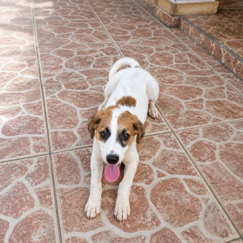 FIDJY, chienne berger créole blanche et fauve à adopter, allongée sur une terrasse, tête relevée langue pendante