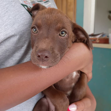 PARKER, chien berger créole chocolat à adopter, dans les bras d'une humaine, tête posée sur l'avant bras