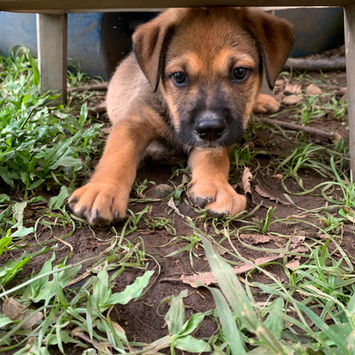 SAMOA, chien berger créole à adopter. Découvrez notre association ZANG !