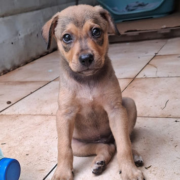 CASH, chien berger créole à adopter. Découvrez notre association ZANG !