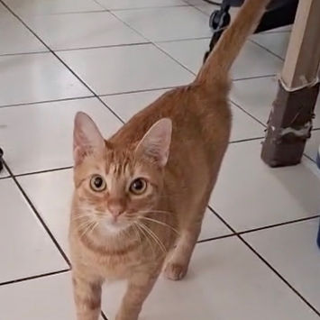 PRALINE, chatte type européen rousse à adopter, debout en intérieur, tête levée