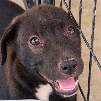 MONTAGNY, chien croisé labrador noir plastron blanc à adopter, gros plan sur sa tête qui semble sourire