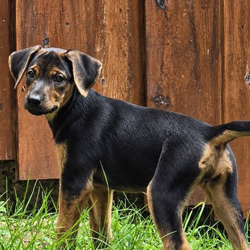 BELMA, chienne berger créole noire et feu à adopter, debout en extérieur, presque de dos, tête tournée vers sa gauche