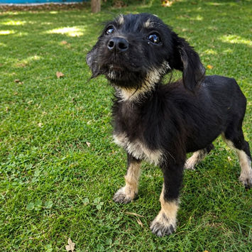 KAWAI, chienne berger créole noire et sable à adopter, debout dans l'herbe, regard interrogatif