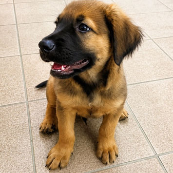 BALOO, chien berger créole fauve charbonné à adopter, assis sur du carrelage, tête tournée vers sa droite