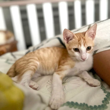 JOSE, chat type européen tigré roux et blanc à adopter, couché sur un lit adossé à des coussins de couleur, tête haute