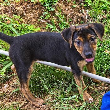 BELMA, chienne berger créole noire et feu à adopter, marchant dans l'herbe, de profil, tête tournée vers sa droite