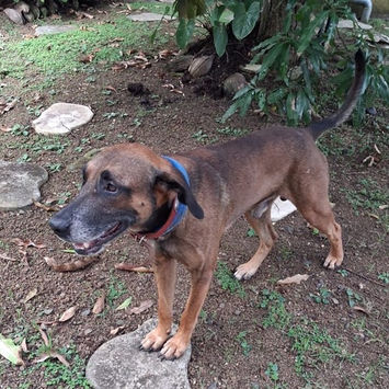 KAZE, chien berger créole fauve charbonné à adopter, debout en extérieur, les deux pattes avant sur une pierre