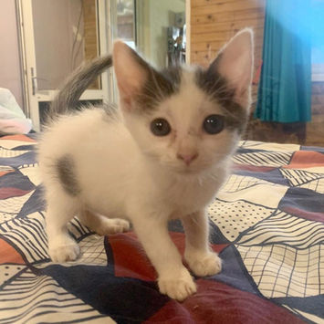 ERENE, chatte type européen blanche et noire à réserver debout sur un lit regardant droit devant
