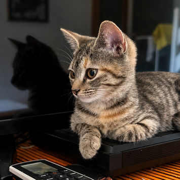 LINE, chatte type européen tigrée grise à adopter, couchée contre un téléviseur, regardant sur sa droite