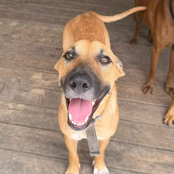 CIEL, chienne berger créole fauve masque noir à adopter, debout sur une terrasse en bois regardant droit devant