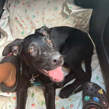 BOUBA, chien berger créole noir à adopter, couché au pied d'un humain dans une voiture