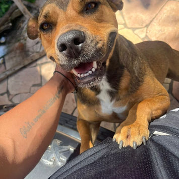 LULA,, chienne berger créole à adopter. Découvrez notre association ZANG !