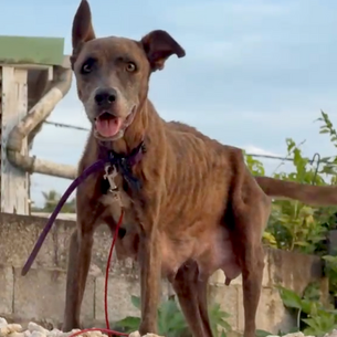 Juin 2026 : Sauvetage de Scarlett, chienne abandonnée et squelettique retrouvée sur le bord de la route, atteinte de dirofilariose, secourue par l’association ZANG.