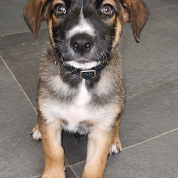 BOCA, chien berger créole à adopter, assis sur du carrelage gris, de face