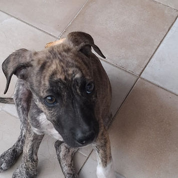 ZEUS, chien berger créole à adopter. Découvrez notre association ZANG !