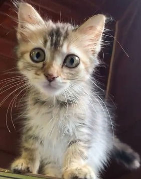 CHARLOTTE, chatte type européen à adopter. Découvrez notre association ZANG !