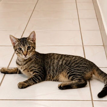 KATE, chatte type européen tigrée à adopter, couchée de profil dans un couloir, posant pour la photo, tête haute