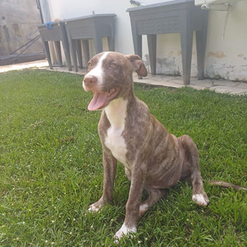 CANDY, chienne berger créole à adopter. Découvrez notre association ZANG !