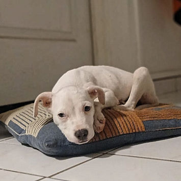 YUKEE, chienne berger créole blanche à adopter, couchée sur un coussin au sol, tête baissée, regardant droit devant elle