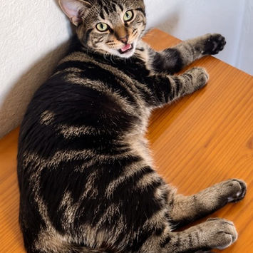 KANTO, chat européen tigré noir et gris à adopter, allongé sur son côté gauche, regardant vers l'arrière
