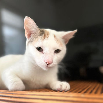PARIS, chatte type européen blanche et rousse à adopter, couchée sur un meuble, patte avant droite repliée sur elle même