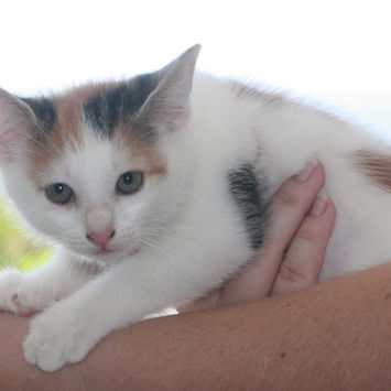 CHATKIRA, chatte type européen tricolore à réserver, portée par une femme, regardant droit devant elle