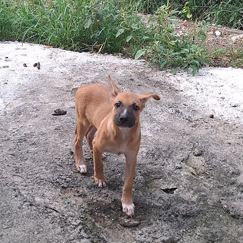 MARY, chienne berger créole fauve plastron blanc à adopter, debout sur une allée en béton, oreilles couchées, tête levée